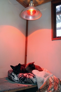 cats-under-heat-lamp